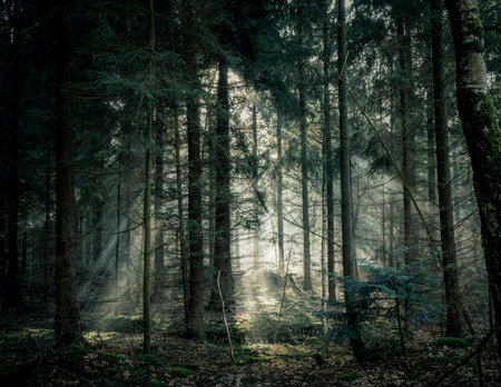 Mysterious dark forest with fog and rays of light. Toned.の写真素材