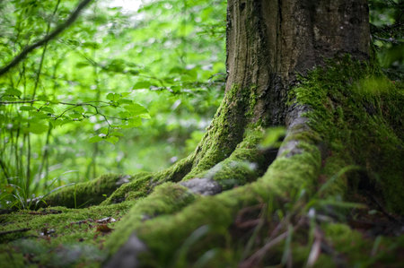 Mossy tree in the forest. Shallow depth of field.