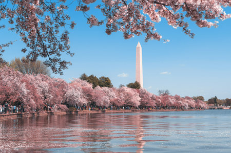 Cherry blossom in Washington DC, USAの写真素材