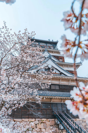 Himeji castle with cherry blossom in spring, Japan.