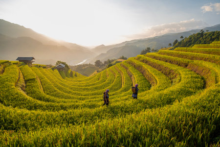 Rice fields on terraced of Mu Cang Chai, YenBai, Vietnam