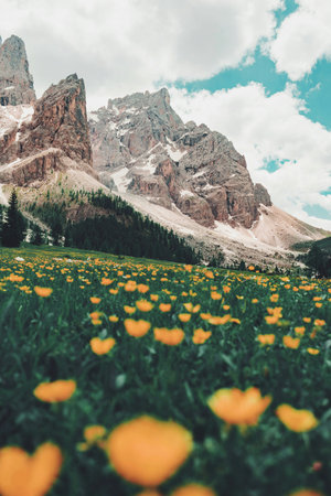 Spring flowers in Dolomites mountains, Italy. Vintage filter.