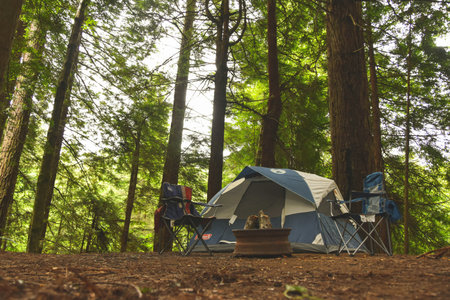 Camping in the forest, Camping in the forest, Camping in the forest