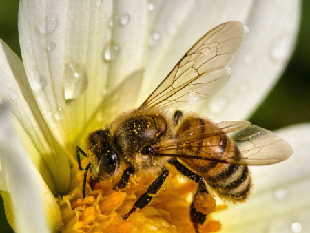 Bee on a flower with dew drops close-up macro photography