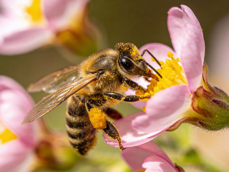 Bee collecting pollen on a pink flower. Macro shot with shallow depth of field