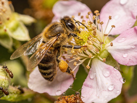Honey bee collecting nectar from a blackberry blossom.