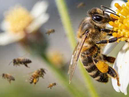 Close up of a bee on a flower collecting nectar and pollen