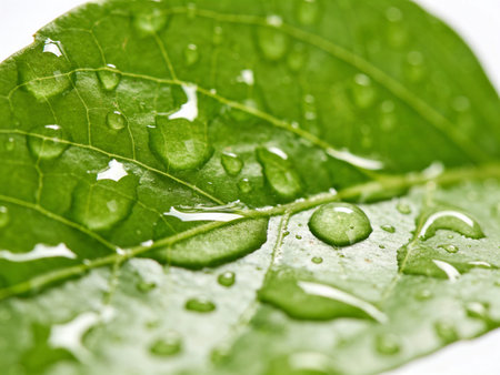 Water drops on green leaf macro close up. Natural background for design.