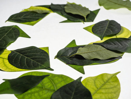 Green leaves on white background with copy space for text or image.の写真素材