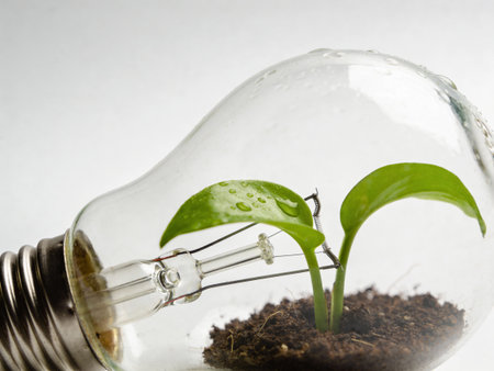 Light bulb with green plant inside, concept of new idea and innovation