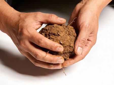 Hands of senior woman holding soil on white background, closeup