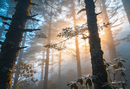 Sunrise in the misty forest with fog and sunbeams