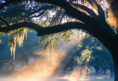 Foggy morning at the lake with old oak tree and sunlight