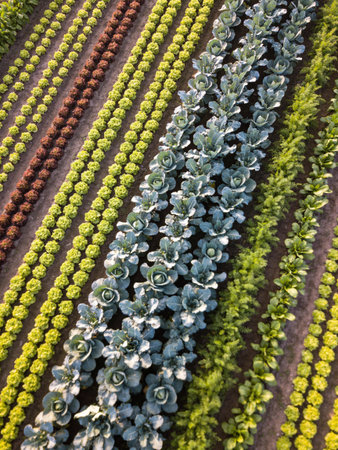 Cultivation of cabbage in a greenhouse. Aerial view of cabbage field.の写真素材
