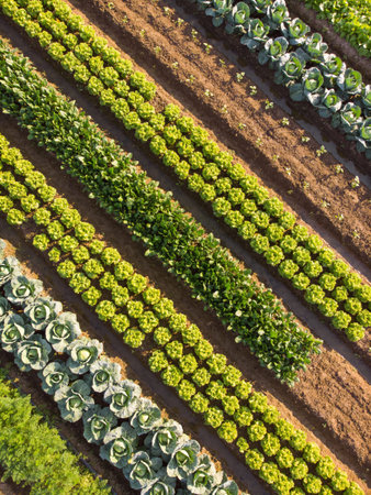 Aerial view of rows of green and red lettuce plants growing in rows in a vegetable gardenの写真素材