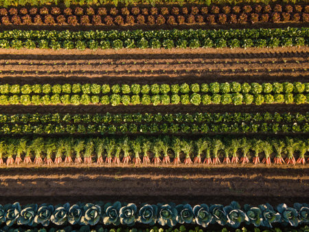 Aerial view of rows of green and red cabbage plants growing in rowsの写真素材