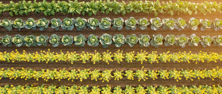 Top view of rows of yellow and green cabbage plants growing in rows.