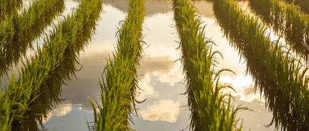 Rice seedlings in a paddy field with reflection in waterの写真素材