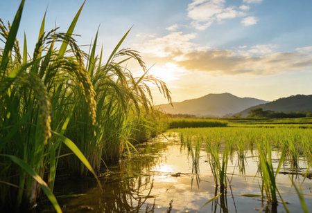 Rice field at sunset in Chiangmai, Thailand.の写真素材