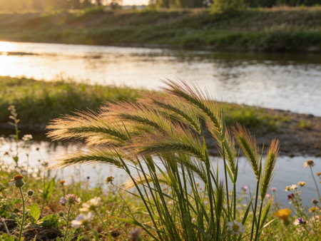 Flower spikelets on the background of the river at sunset.の写真素材