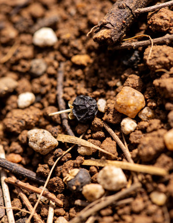 Black pepper in the ground. Macro shot. Selective focus.