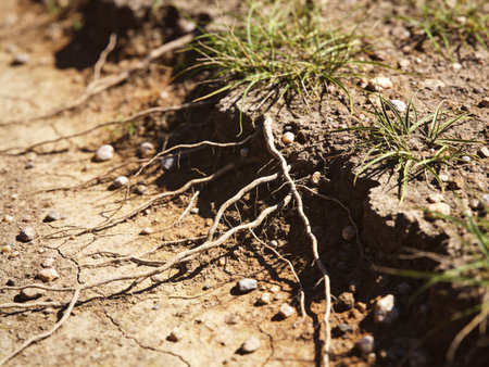 Dry soil with roots, close-up. Natural background.