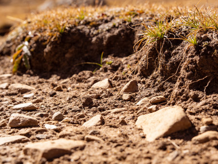 Close-up of ground with small stones and grass. Landscape.