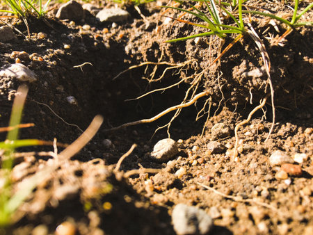 Close-up of a hole in the ground with roots and grass
