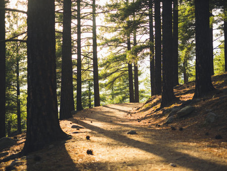 Path in the pine forest in the rays of the setting sun.の写真素材