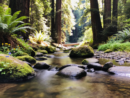 Redwood Forest in California, USA. Redwood National Park is one of the largest national parks in the...