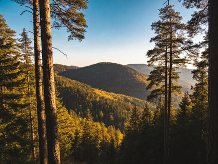 Mountain landscape with coniferous forest and blue sky at sunset