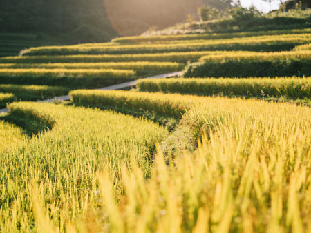 Rice field in the morning at Chiangmai, Thailand