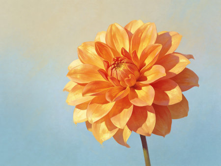 Orange dahlia flower on blue background. Close-up.の写真素材