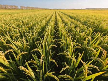 Rice field in the morning. Beautiful landscape. Agricultural field.