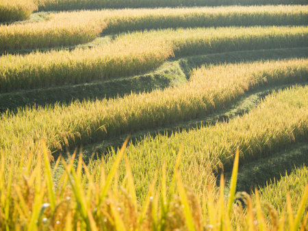 Rice field in the morning, Chiang Mai, Thailand.