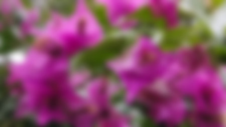 Blurred background of blooming bougainvillea flowers.