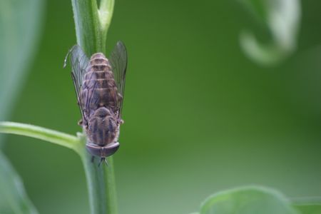 Large brown horsefly on a chilli plant stemの写真素材