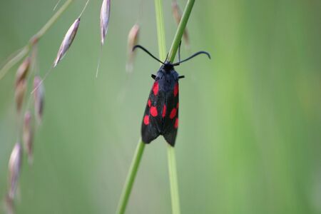 Narrow-Bordered, Five-Spot Burnetの写真素材