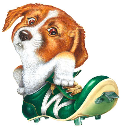 A little dog in a spike shoesの写真素材