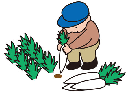 A farmer man harvesting radishes by pulling them out of the soilのイラスト素材