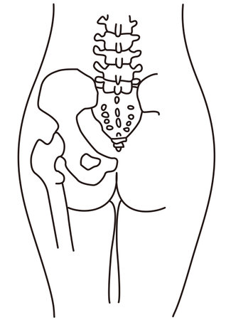 Structural line drawing of the waist and buttocks of the human body seen from behindのイラスト素材