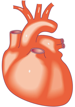 Diagram of the heart, an organ that pumps blood throughout the human bodyのイラスト素材