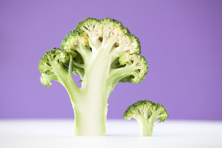 Cross section of broccoli on violet bacgroundの写真素材