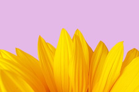 Sunflower on a pink background. Yellow flower. Flat lay, place for text.の写真素材