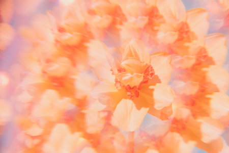 Flowers on a holographic background. The koleidoscope effect. Bouquet of daffodils.の写真素材