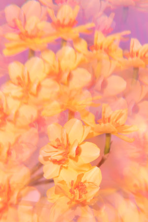 Flowers on a holographic background. The koleidoscope effect. Bouquet of daffodils.の写真素材