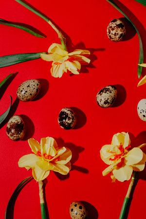 Quail eggs and narcissus on a red background. flat lay. Easter composition.