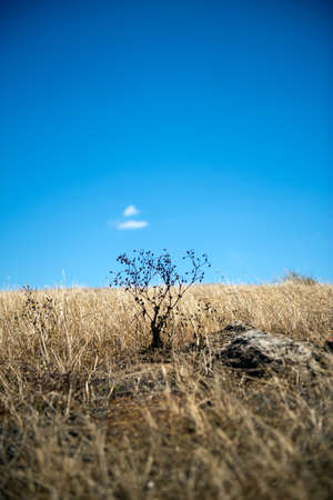 Dry field landscape in summerの写真素材