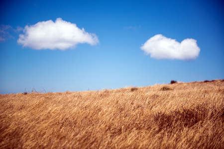 Dry field landscape in summer