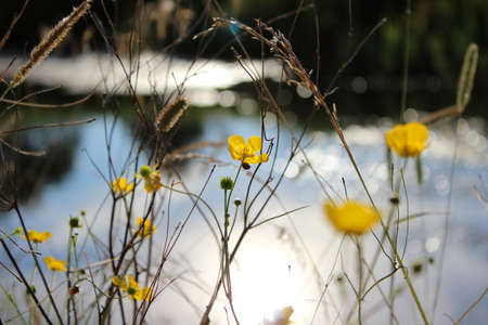 Buttercup  yellow flower art photoの写真素材